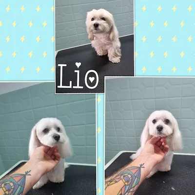 Psi fryzjer/ salon strzyżenia psa i kota. Wyczesany